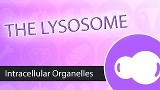 Intracellular Organelles The Lysosome [upl. by Stefanac562]