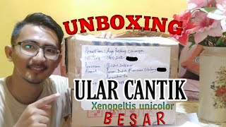 UNBOXING ULAR CANTIK YANG BESAR Xenopeltis Unicolor [upl. by Gillespie]