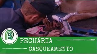 Pecuária veja dicas para realizar o casqueamento [upl. by Anod624]