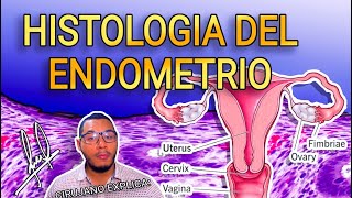 Histologia del Endometrio  guia rápida para estudiantes [upl. by Peale]