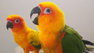 Sun Conure Sounds  Sun Conure Talking And Dancing [upl. by Dacia]