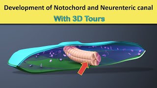 Notochord formation  Neurenteric Canal  3D tour of Notochord amp Neurenteric Canal [upl. by Farlie]