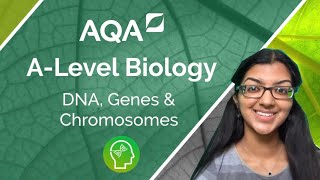 AQA A Level Biology DNA Genes and Chromosomes [upl. by Matland662]