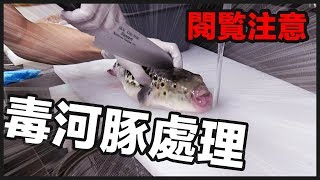 慎入！毒河豚的處理過程【一刀未剪版】Warning The Process Of Cutting Blowfish With Poisonフグの捌く方法《阿倫頻道》 [upl. by Oman]