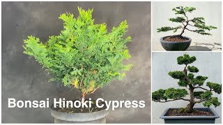 Bonsai Hinoki cypress design Chamaecyparis Obtusa Transformation to a Bonsaitree [upl. by Arakawa]