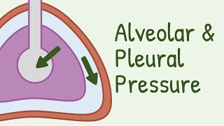 Alveolar Pressure and Pleural Pressure [upl. by Ydnir]