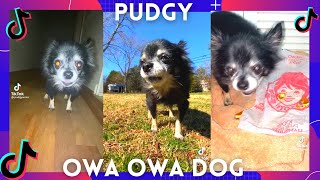 Pudgy owa owa dog Funniest TikTok compilation Part 2 [upl. by Salena]