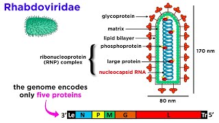 Rabies Genus Lyssavirus [upl. by Nibaj]