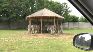 Safari v ZOO ve Dvoře Králové Bestiář  pořad TV Genus Plus [upl. by Goldstein622]