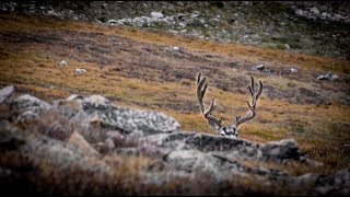 Colorado Public DIY Mule Deer Bow Hunt [upl. by Nylyahs]