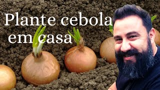 Como plantar cebola passo a passo colheita farta [upl. by Gardell586]