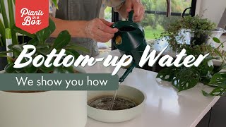 How to Bottomup Water your plants [upl. by Laks]