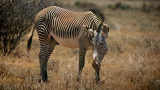 Grevys Zebra Conservation in Kenya [upl. by Renie916]