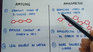 Amylose and amylopectin  difference between Amylose and amylopectin [upl. by Goldina]