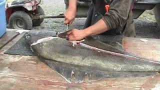 Filleting the 110 Pound Halibut [upl. by Ahsam]