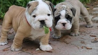 Olde English Bulldogge Dog amp Puppies information Video  Animal Videos [upl. by Mcroberts]