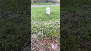 Ellie the Old English Sheepdog running in slowmo [upl. by Ravert639]