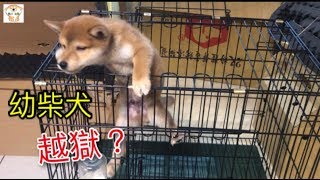 柴犬吃飯訓練開始❗️竟然上演越獄秀❓ The meal training begins The puppy actually escaped ｜柴犬柚醬 醬拔頻道｜ [upl. by Kutchins740]