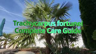 Trachycarpus fortunei Complete Care Guide [upl. by Yeldah441]