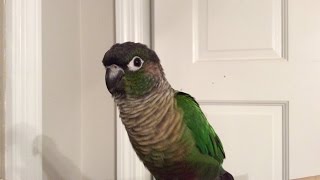 Green Cheek Conure Making Noises [upl. by Enayr498]