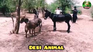 donkey and man mating first time successfully donkey mating video [upl. by Kalvin]