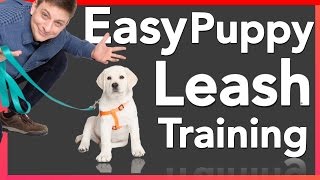 How to Leash Train your Puppy [upl. by Nomra217]