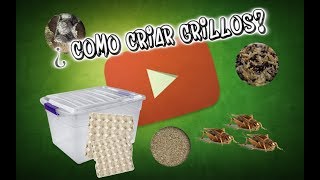 ¿Cómo criar grillos [upl. by Ames]