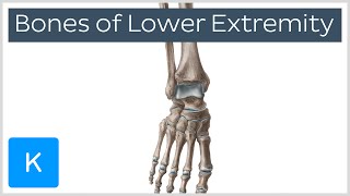 Overview of the Bones of the Lower Extremity preview  Human Anatomy  Kenhub [upl. by Fraase]