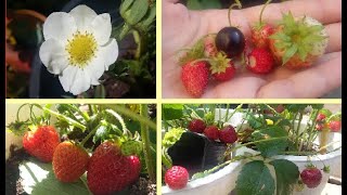 Faire pousser un fraisier à partir de graines de fraise en pot Growing strawberries from seeds [upl. by Eustace322]