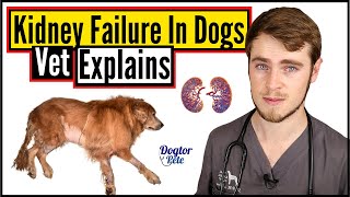 Kidney Failure In Dogs  Everything You NEED To Know  Veterinarian Explains  Dogtor Pete [upl. by Naynek800]