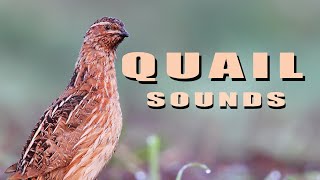 Common Quail Bird sounds from summer meadow [upl. by Hardan]