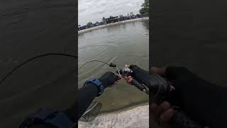 fish on barramundi  fishing metaniumdc shimano animals [upl. by Niamrahc]