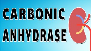 Carbonic Anhydrase and Bicarbonate Reabsorption [upl. by Avir]