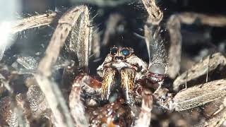 Wolf Spider Eats a Cricket [upl. by Ecirehs877]