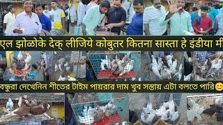 Kolkata marketpigeon market Kolkatanew block videomy blockrajarhatKing kabootarjacobin kabutar [upl. by Ruelle]