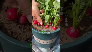 Plant cherry radishes in flowerpots and harvest them in more than 20 days CherryRadish plant [upl. by Mabelle562]