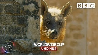 Hyena takes up residence in abandoned town  Seven Worlds One Planet  BBC Earth [upl. by Lynnelle]