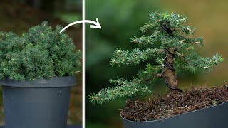 How to easily make a Bonsai Tree under 50 rupess  Best Bonsai for beginners [upl. by Nevyar89]