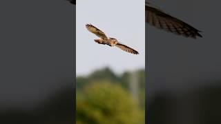 The besutiful Longeared owl hunting in the last sunlight of the day birds nature owl wildlife [upl. by Louie273]