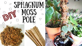 DIY Sphagnum Moss Pole  Moss Pole for Climbing Plants [upl. by Packston629]