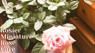 Rosier Miniature Rose Indoor Care  Bumbaca Botanicals [upl. by Tailor]