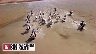 Transhumance des chevaux en Camargue [upl. by Eiramenna]