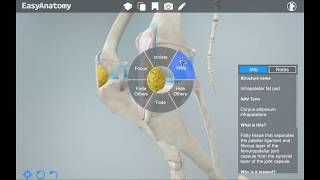 3D Canine Anatomy App for Veterinarians  EasyAnatomy [upl. by Suu208]