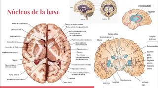 neuroanatomia basica para clase de neuroimagenes unmdp [upl. by Alyakim96]