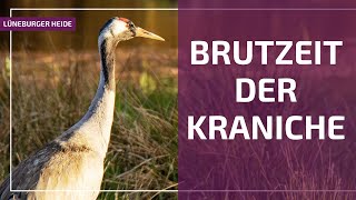 Kraniche in der Lüneburger Heide [upl. by Enileqcaj]