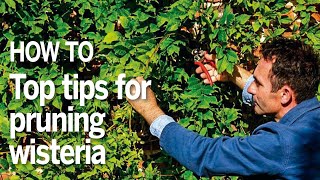 How to prune wisteria in summer  Troy Scott Smith on summer pruning wisteria [upl. by Aicekan781]