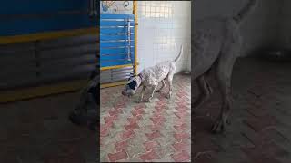 Gonda jila pet Shop video [upl. by Ynabla]