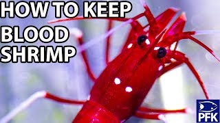 HOW TO KEEP A BLOOD SHRIMP Lysmata debelius [upl. by Yornek57]