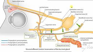 Pterygopalatine ganglion 4 [upl. by Bernette387]