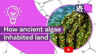 Plant Life on Earth  How ancient algae inhabited land [upl. by Vada]